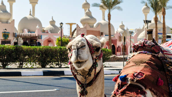 Scharm El-Scheich (Sharm El Sheikh) Scharm El-Scheich (Sharm El Sheikh)